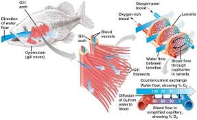 Fish Gills Google Search Biology Biology Notes Biology Lessons