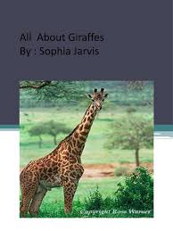 The zoo cited her as an inspiration for disabled children, and she was featured on an episode of miracle workers, an abc reality show, as an inspiration for a child with scoliosis. Ppt All About Giraffes By Sophia Jarvis Powerpoint Presentation Free Download Id 6258494