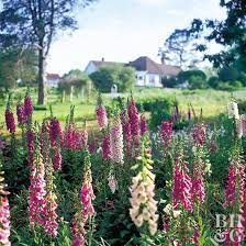 Calculate the circumference of a circular border around your trees and plants that is at least 3 feet (0.91 m) away from them. Deer Busters The Top Deer Resistant Plants For The Pacific Northwest Better Homes Gardens