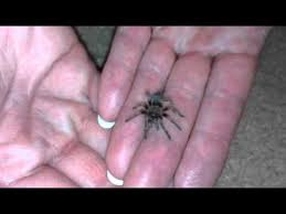 These two tarantulas should absolutely not be kept in the same environment for a lot of reasons. Baby Mexican Red Knee Tarantula Youtube
