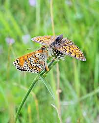 Image result for Melitaea cinxia