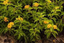 Image result for Lantana nivea