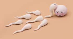 Sperm : Top and Latest News, Articles, Videos and Photo About Sperm