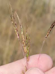 Image result for Hyparrhenia nyassae