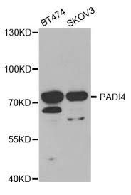 Other dylight® 550 secondaries available. Pad4 Recombinant Protein Search Results Mybiosource