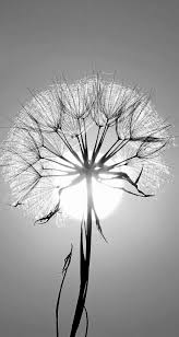 Black And White Scenery Wallpaper Black White Wallpaper Black And White Photography White Photography Flowers Photography