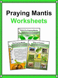 Praying mantis coloring pages praying mantis 4 gif printable coloring4free. Praying Mantis Facts Worksheets Habitat Diet For Kids