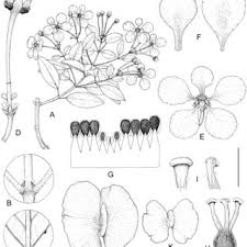 Image result for Flabellariopsis acuminata