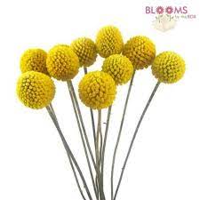 Wholesale Craspedia Billy Balls Billy Balls Billy Buttons Billy Balls Wholesale Flowers Diy Wedding Flowers
