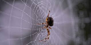 Since 1982, we've provided recommendations for insect and rodent control using we employee expertly trained pest control technicians to advise you. Florida Spider Information And Keeping Your Home Spider Free Jd Smith Pest Control