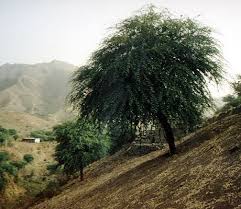 Image result for Prosopis pallida