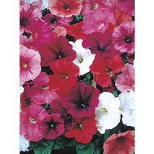 6 Pack Multicolor Trailing Petunia In Tray L2017 Lowes Com Petunias Trailing Petunias Winter Plants