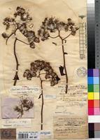 Image result for Gynura scandens