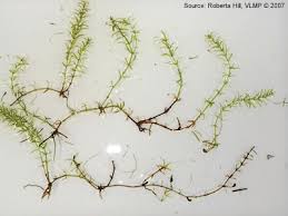 Image result for Hydrilla verticillata