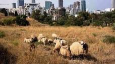 16 sheep and 2 border collies tend urban park in Tel Aviv - ISRAEL21c