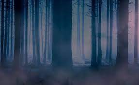 صورة عالية الدقة خالية من froest الخلفية الأزرق الغابة الطبيعة البيئة الطبيعية أجهزة الصراف الآلي home decor decor home