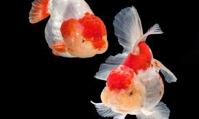 Check spelling or type a new query. Large Scale Sequencing Of Goldfish And Carp Reveals Their Origins
