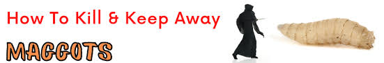 Check spelling or type a new query. How To Kill Maggots Bagez Clean Bins Without Any Mess Or Hassel