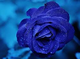 Love romantic couple nature flowers hearts are the symbol of love. Lovely Purple Rose Hd Wallpapers Free Download Wallpaperbetter