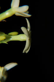 Image result for Hunteria zeylanica