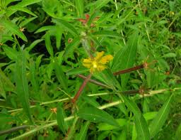 Image result for Ludwigia leptocarpa