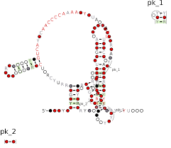 File Rf00025 Rscape Svg Wikipedia