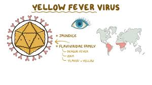 Image result for Yellow Fever
