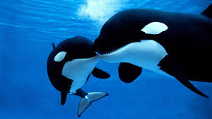 Wanderers of the ocean: Killer whales - Project Manaia