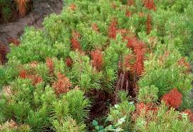 Image result for Pycnobotrya