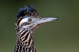 Roadrunner cash is played only in new mexico. Alex Chadwick In Big Bend The Roadrunner And The Baird S Sparrow Birdnote