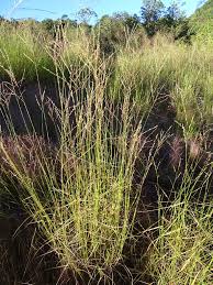 Image result for Arundinella nepalensis