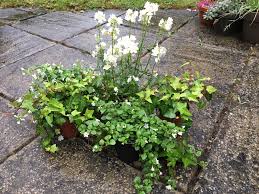 At this point, you can move your plant back to its original location and resume watering it as normal. The Hippy Petunia Pot Inspired Villages