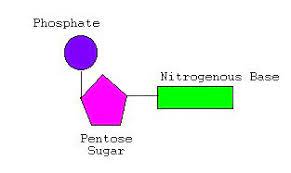 Three distinctive chemical subunits form a nucleotide: Fastest Nucleotides Are Made Up Of