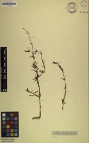 Image result for Spermacoce natalensis