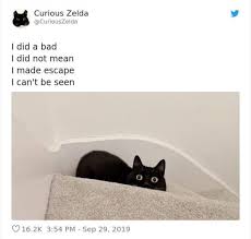 Adorably Dumb Cat Poems From Curious Zelda Cat Quotes Funny Dumb Cats Cat Poems