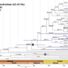 Image result for Tridactyle scottellii