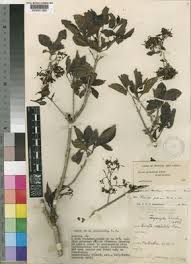 Image result for Pavetta gardeniifolia