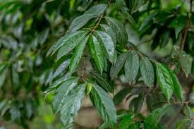 Image result for Rothmannia urcelliformis