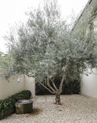 However, olive trees usually grow short and stubby (20' x 20'). Gardening 101 Olive Tree Gardenista