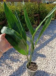 Image result for Aspidistra elatior