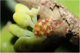 Image result for Xysmalobium sessile