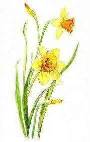 Gallery For Watercolor Daffodil Floral Watercolor Flower Drawing Flower Painting