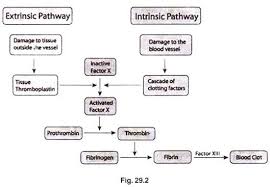 Blood Clotting Mechanisms And Stages Blood Hematology