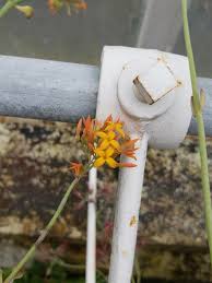 Image result for Kalanchoe rotundifolia