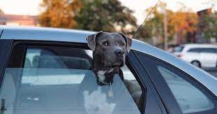 The son of a former professional jai alai player from france. Uber S New Uber Pet Feature Is Coming To Philly In Mid October Phillyvoice