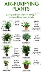 This way, all the plants will have the same water and other growth requirements. Pin By Jennifer Demoss On Home Ideas Plants Best Indoor Plants House Plants Indoor