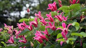 Here are 10 examples of native vines you could plant to attract butterflies in north america: Earth Day Special Best Climbers For Wildlife