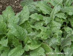 Pulmonaria Pulmonaria Officinalis Criasaude