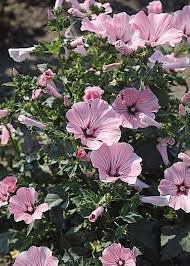 Rose Mallow Mallow Plant Planting Shrubs Fragrant Garden