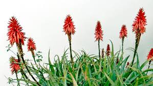 An evergreen plant, it originates from the aloe vera is a medicinal plant that's been used to treat various health conditions for thousands of years. Dear Amor How To Save A Dying Aloe Plant